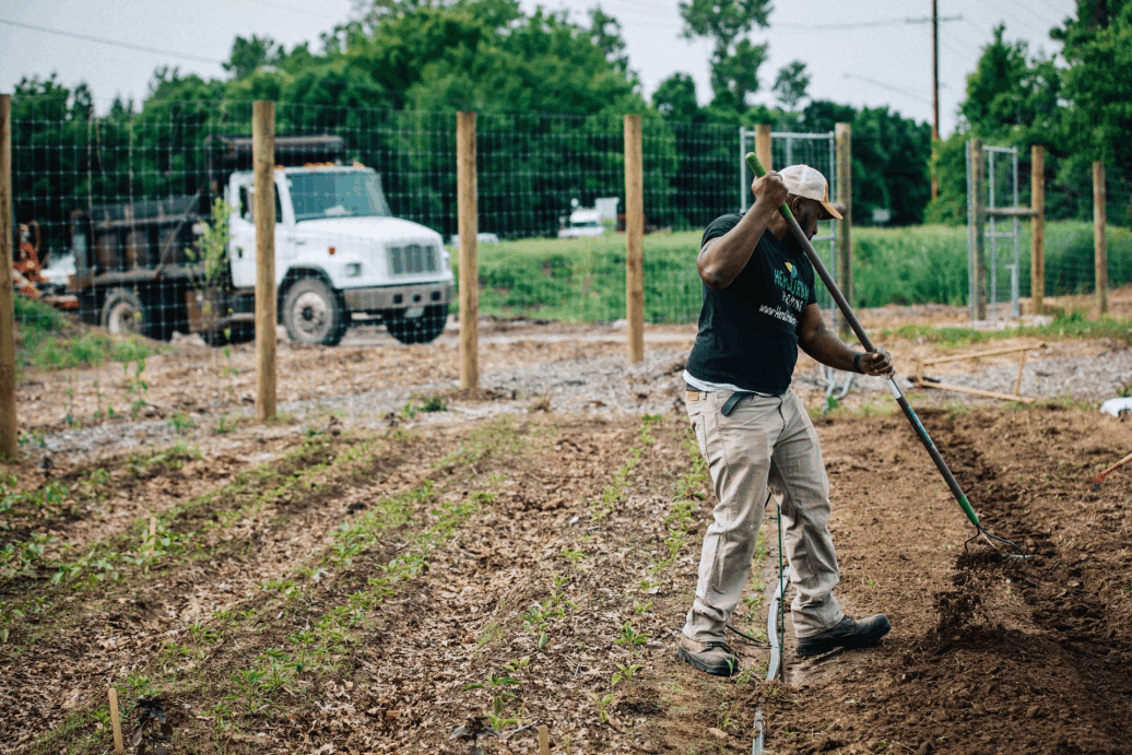 Farmer in field raking soil as small buds emerge from the ground