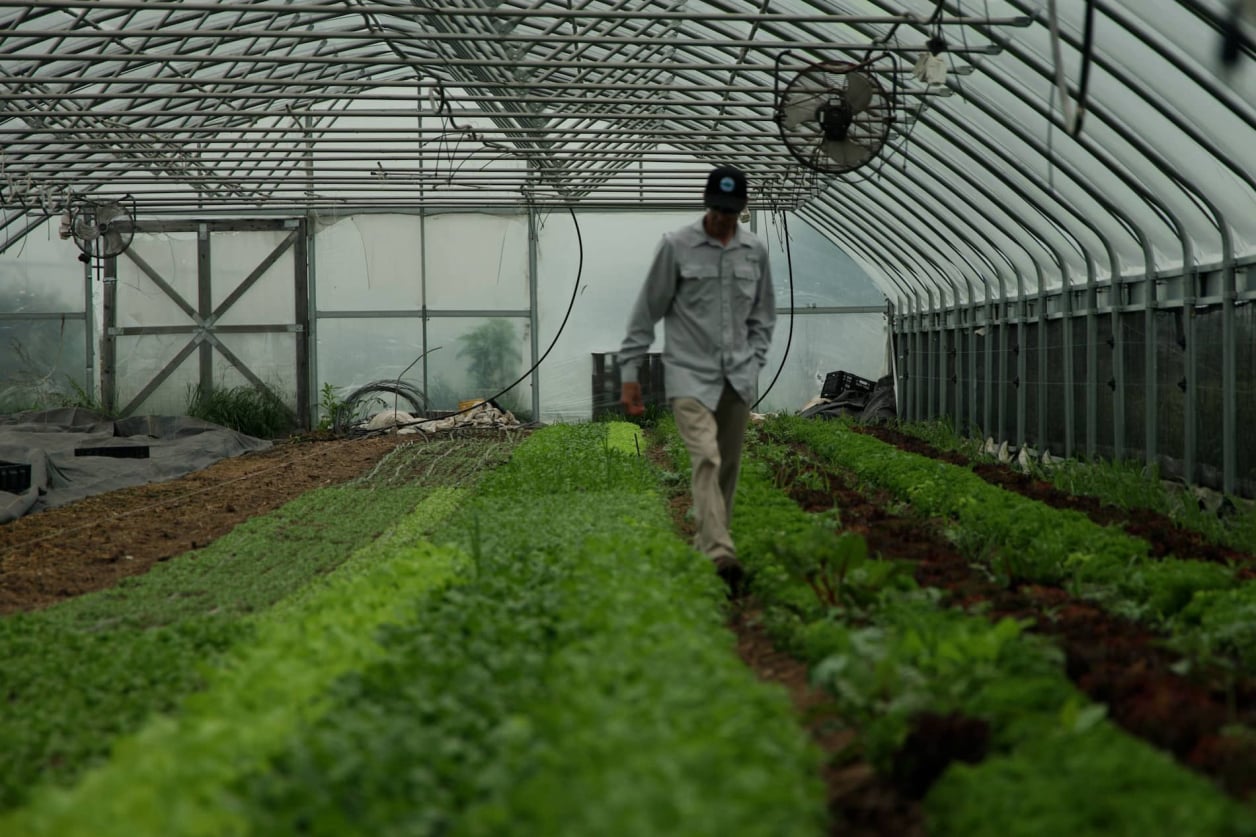 Farmer walking among rows in a greenhouse