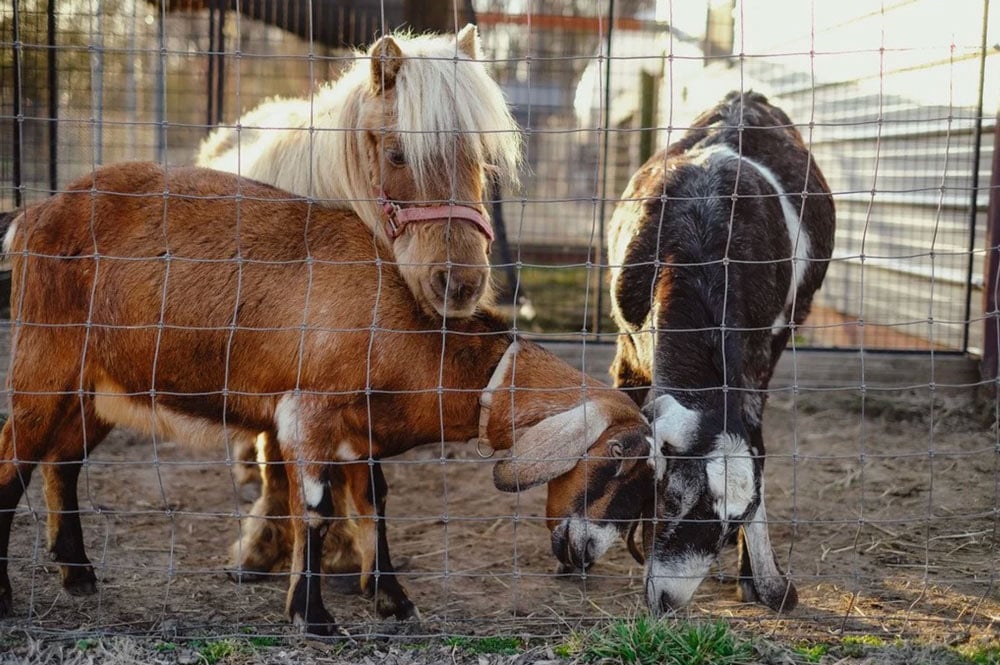 Rustic roots animals on the farm behind a fence, a pony and two goats head-butting each other